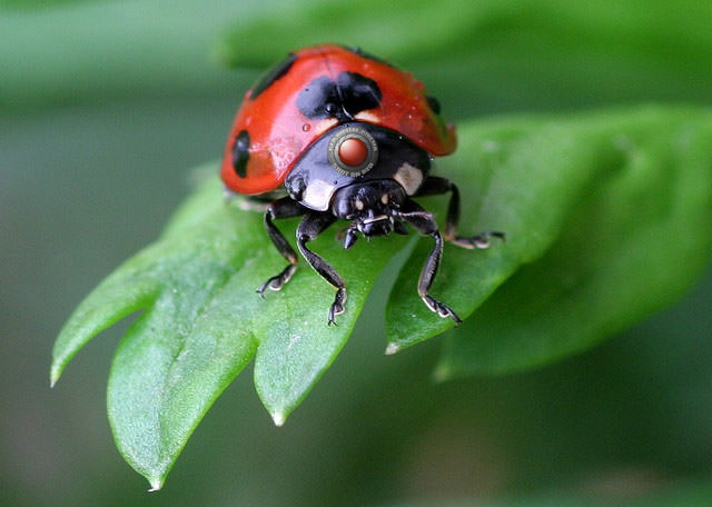 Red Ladybug on Branch - Shot on RED
